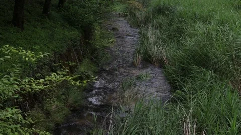 A river in a Japanese forest during the daytime Video stock 156697702