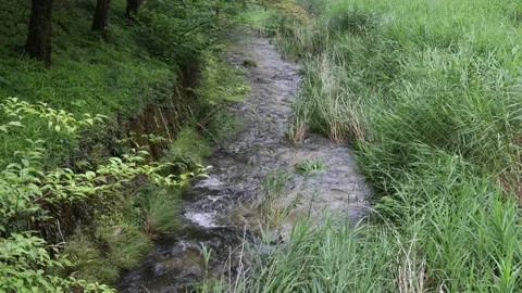 A river in a Japanese forest during the daytime Video stock 156697813