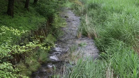 A river in a Japanese forest during the daytime Video stock 156697816
