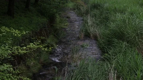 A river in a Japanese forest during the daytime Video stock 156697966