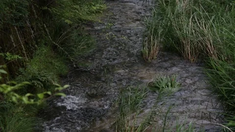 A river in a Japanese forest during the daytime Video stock 156698099