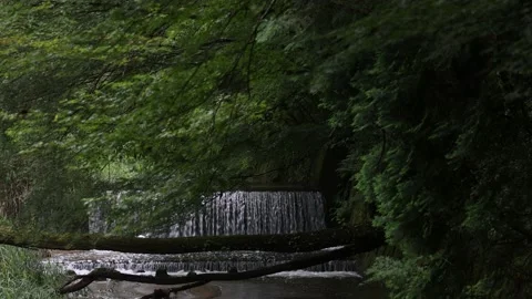 A river in a Japanese forest during the daytime Video stock 156698540