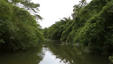 River journey in Rain Forest Video stock 101493350
