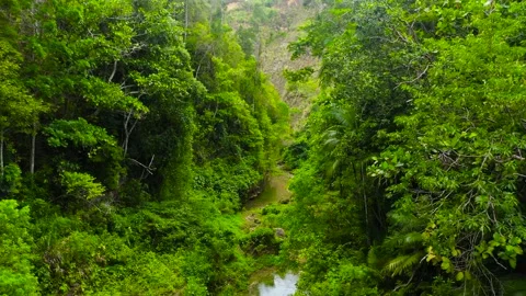River in the jungle. Bohol, Philippines. Stock Footage 140475472