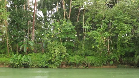 River jungle Stock Footage 43672711