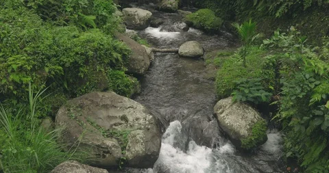 River in the Jungle Stock Footage 114317601