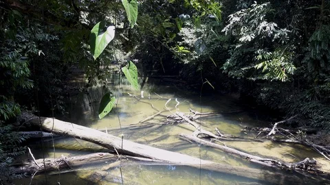 River in the jungle Video stock 116893162