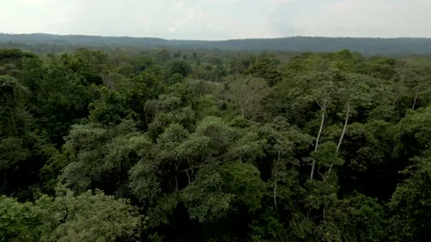 RIVER IN THE JUNGLE Stock Footage 159609692