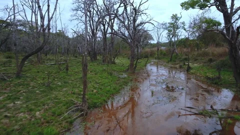 River in the jungle Stock Footage 220305272
