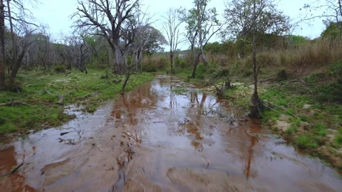 River in the jungle Stock Footage 220307263