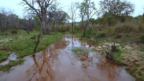 River in the jungle Stock Footage 220308018