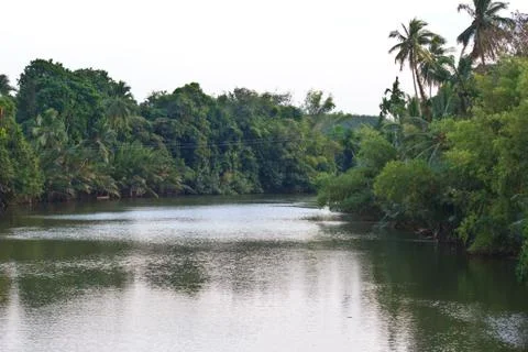 River in the jungle Stock Photos