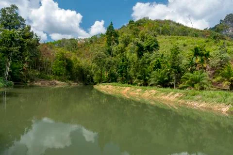 River in the jungle Stock Photos
