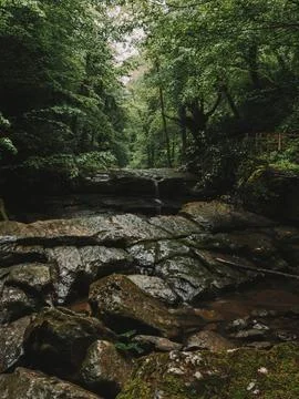 River into jungle Stock Photos