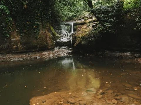 River into jungle 库存照片