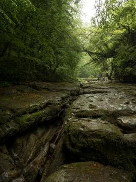 River into jungle Foto stock