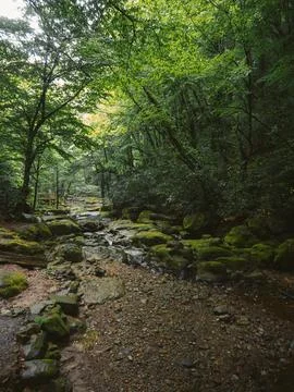 River into jungle Stock Photos