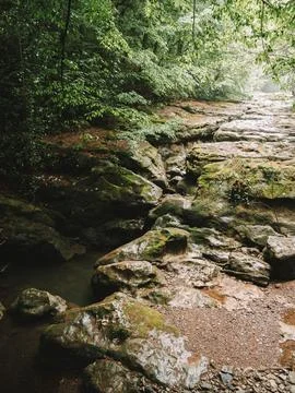 River into jungle Stock Photos