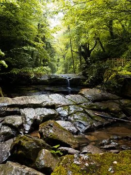 River into jungle Stock Photos