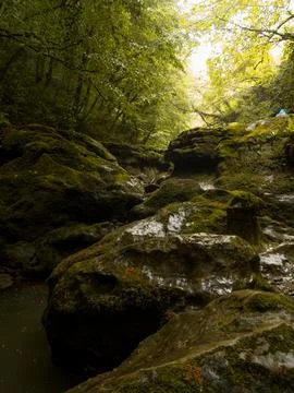 River into jungle Stock Photos