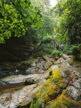 River into jungle Fotos de archivo
