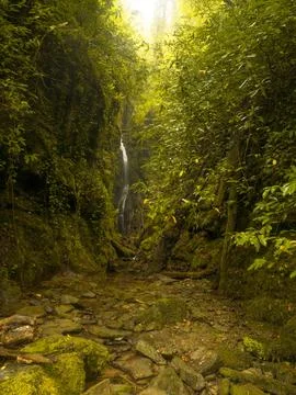 River into jungle Stock Photos