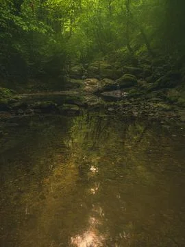 River into jungle Stock Photos