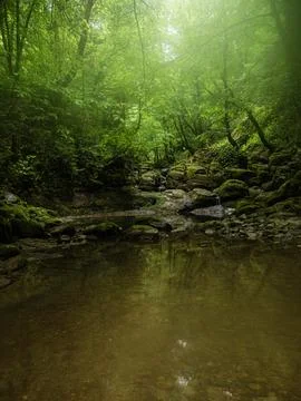 River into jungle Foto stock