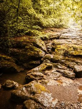 River into jungle Stock Photos