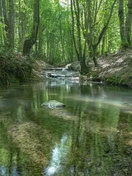 River into jungle 库存照片