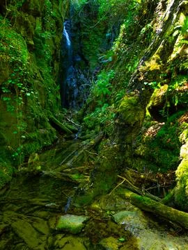 River into jungle Stock Photos
