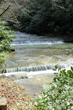 River into jungle Fotos de archivo