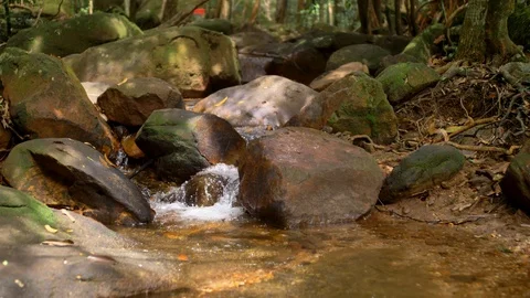 River in the Jungle on Phu Quoc Island, Vietnam Stockbeeldmateriaal 123736923