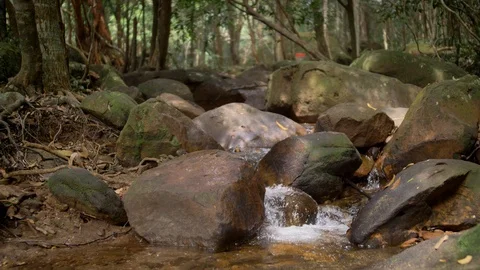 River in the Jungle on Phu Quoc Island, Vietnam Video stock 123736926