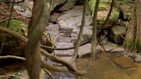 River in the Jungle on Phu Quoc Island, Vietnam Video stock 123736960