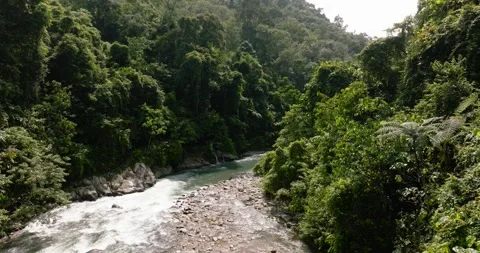 River in the jungle. Sumatra, Indonesia. Stock Footage 345398922