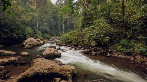 River Jungle tropical forest. Ubud Bali. Indonesia. Timelapse hyperlapse 4k Stock Footage 136004918