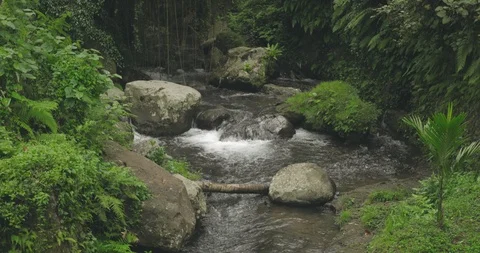 River in the Jungle1 Stock Footage 114318250
