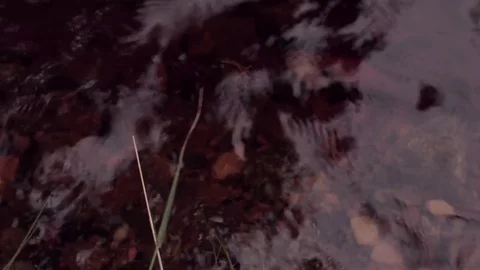 River in Karelia 스톡 동영상 70089956