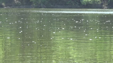 River, kayaking Video stock 50033092