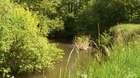 River Kennet below Burfeild Bridge 02 Stock Footage 28021546