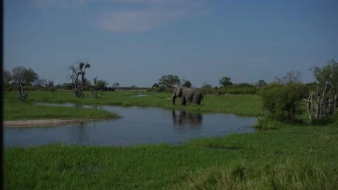 River, Khwai elephant drinking.  Big animal in the old forest. evening orange li Stock Footage 223372221