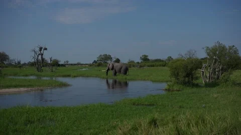 River, Khwai elephant drinking.  Big animal in the old forest. evening orange li 動画素材 223372438
