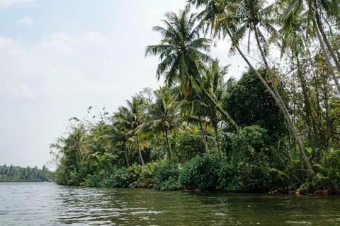 River Kong cutting through the dense jungle. Stock Photos