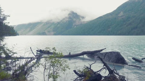 The river Kucherla flows through the forest against the background of snowy Stock Footage 93662830