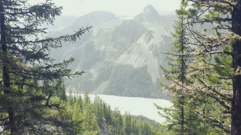 The river Kucherla flows through the forest against the background of snowy Video stock 93768743