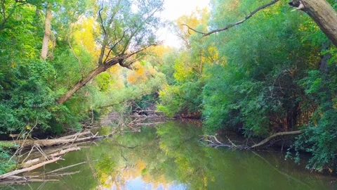 River, lake, or pond surrounded by trees, bushes, branches, and forest park Stockbeeldmateriaal 317134581