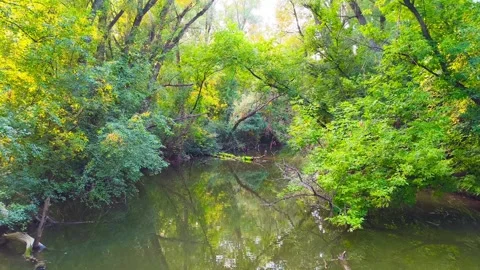 River, lake, or pond surrounded by trees, bushes, branches, and forest park Stock Footage 317134670