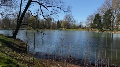 River lake with trees and branches against the blue sky Stock-Footage 185482817