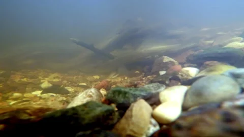 River lamprey in a shallow river. Lampreys preparing the place for spawning. Stock Footage 269771328